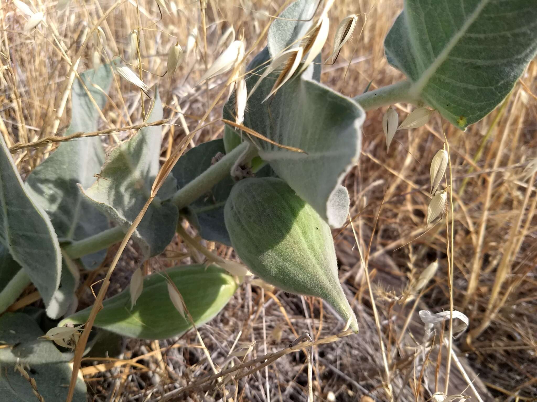 Image of California milkweed