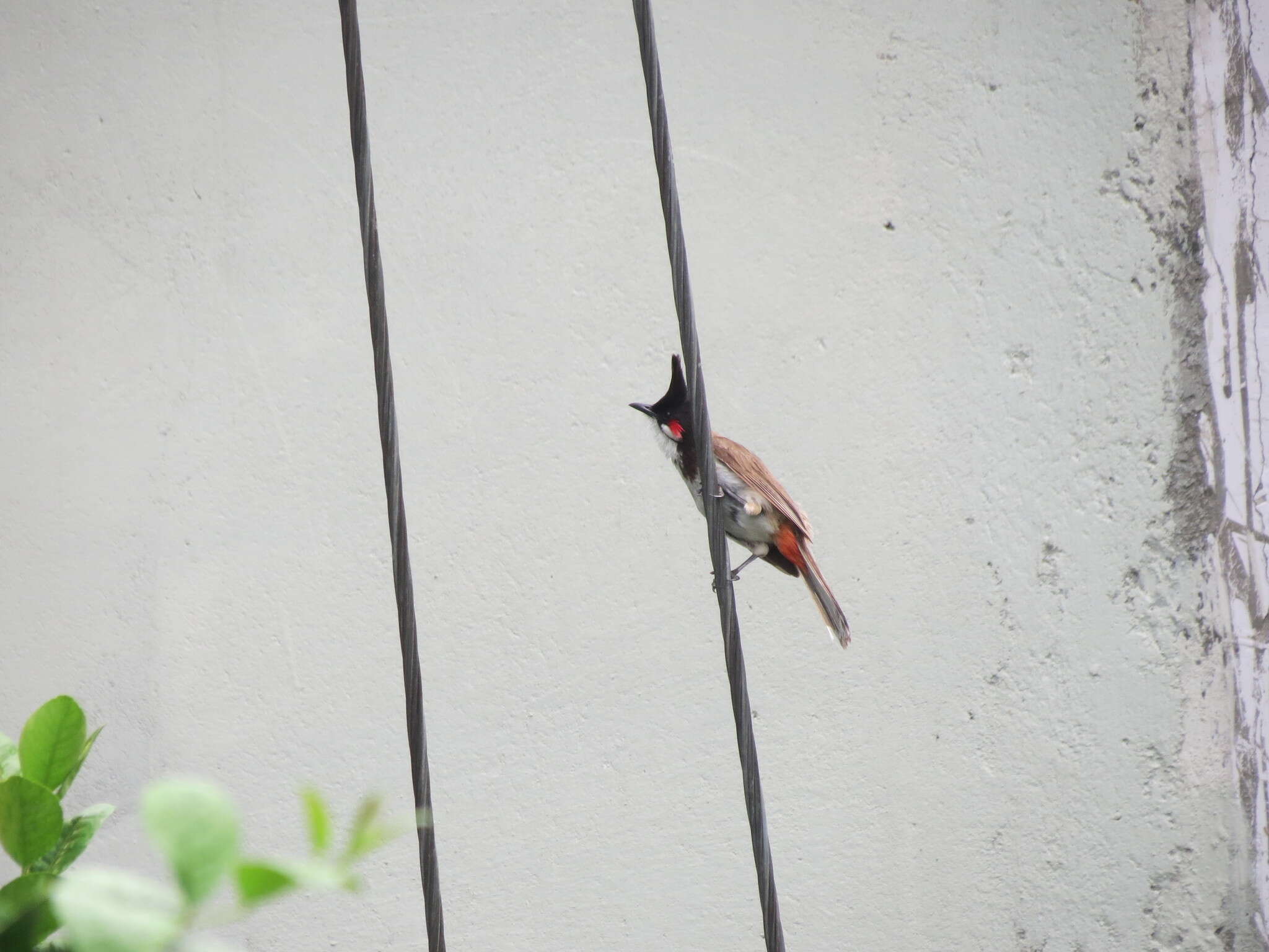 Image of Red-whiskered Bulbul