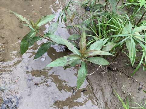 Image of Persicaria barbata (L.) H. Hara