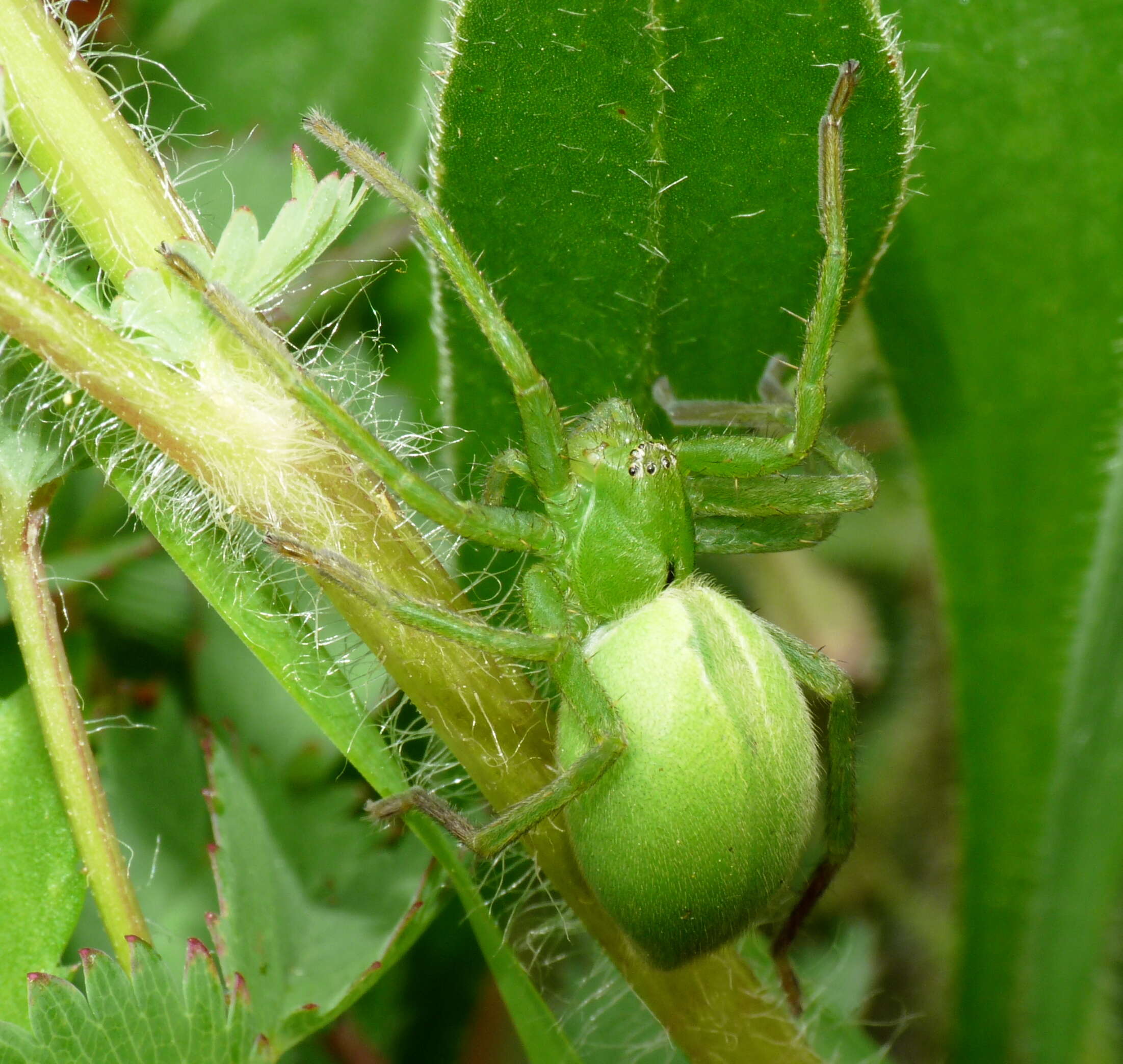 Image of Micrommata ligurina (C. L. Koch 1845)