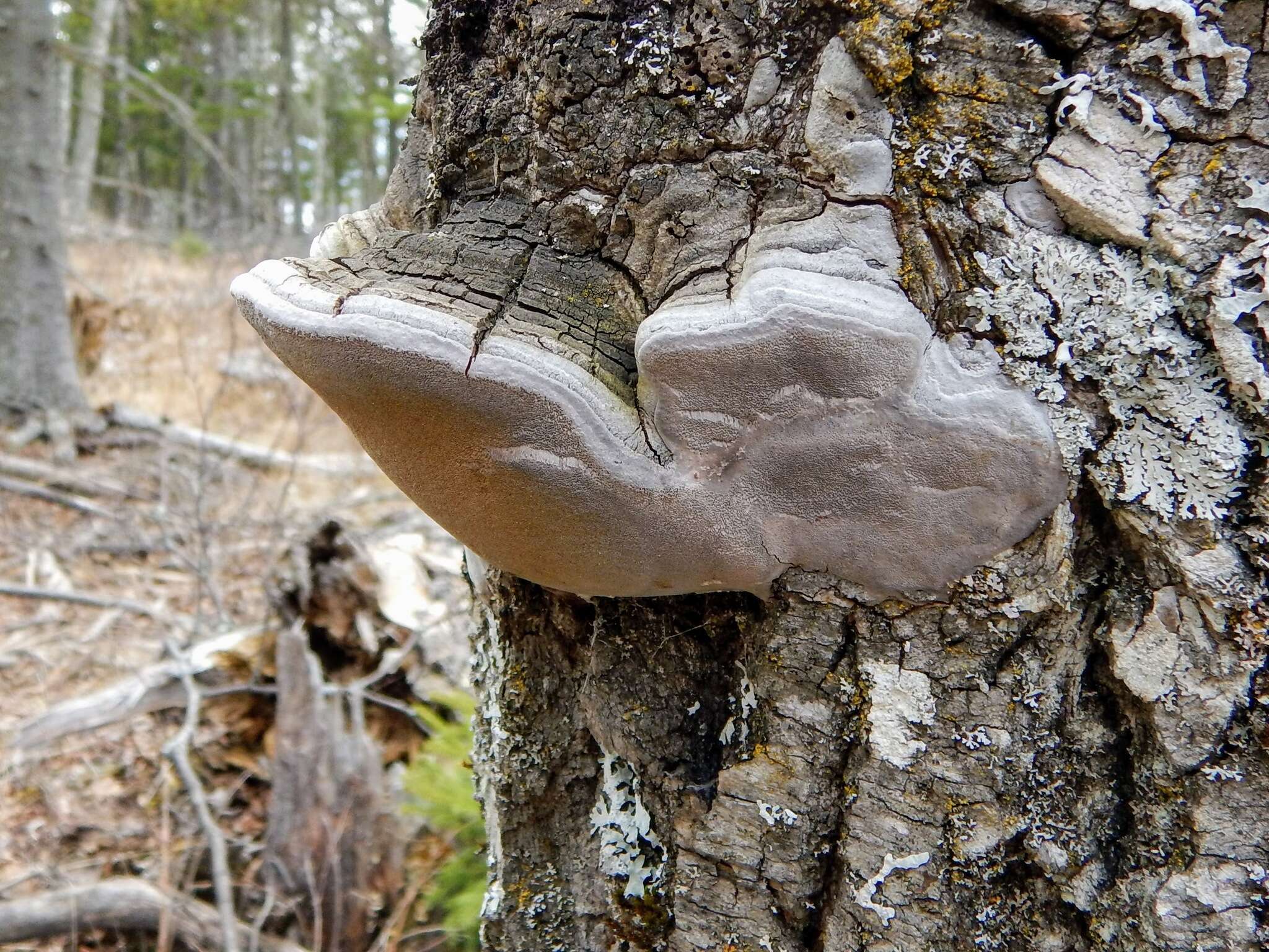 Imagem de Phellinus tremulae (Bondartsev) Bondartsev & P. N. Borisov 1953