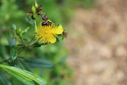 Image of Dianthidium subrufulum Timberlake 1943