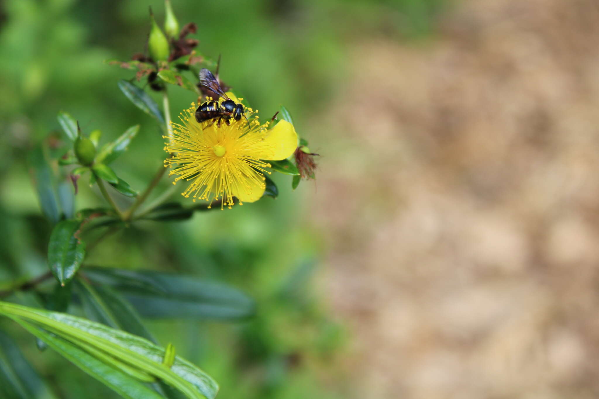 Image of Dianthidium subrufulum Timberlake 1943