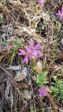 Plancia ëd Clarkia biloba subsp. biloba