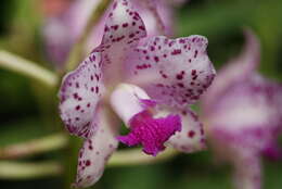 Image of Cattleya amethystoglossa Linden & Rchb. fil. ex R. Warner