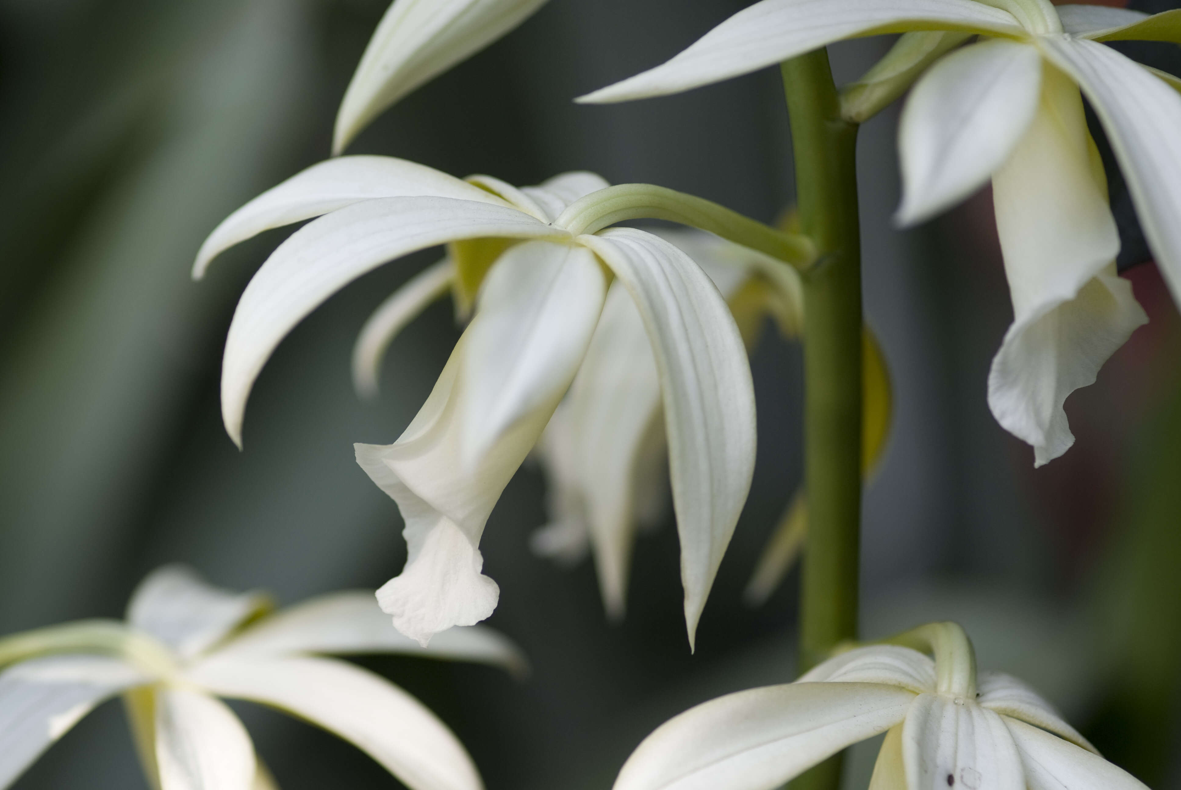 Image of Swamp orchid