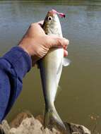 Image of Blueback Herring