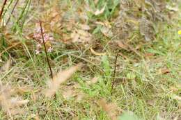 Plancia ëd Dipodium roseum D. L. Jones & M. A. Clem.