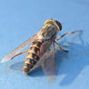 Image of downland horsefly