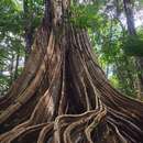 Image of dragonsblood tree