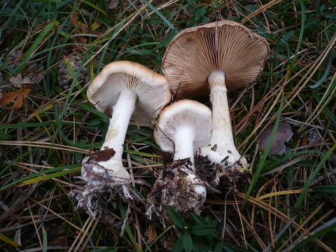 Image de Leucocortinarius