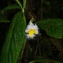 Image of Drymonia lanceolata (Hanst.) C. V. Morton