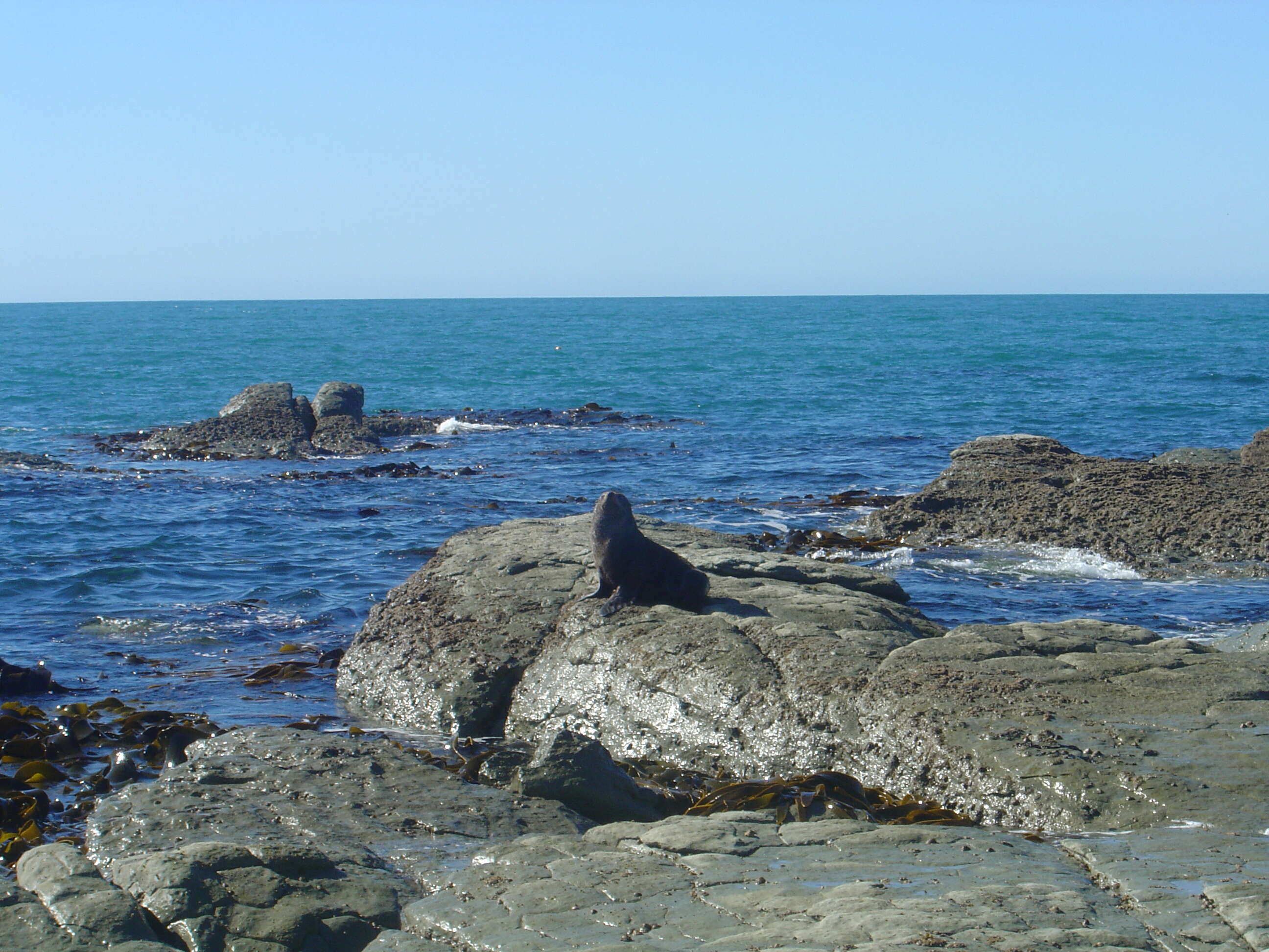 Image of Antipodean Fur Seal