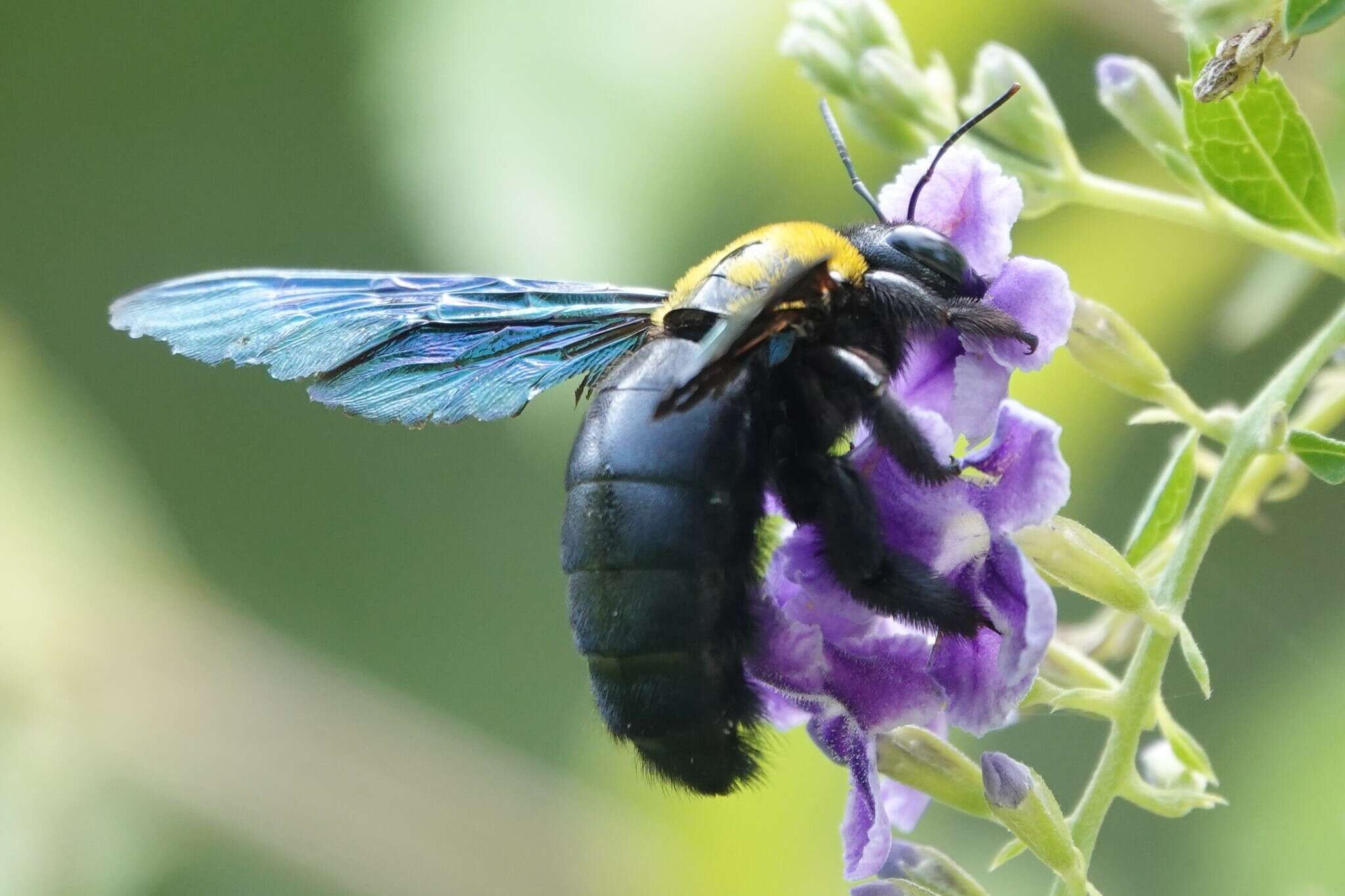 Imagem de Xylocopa flavonigrescens Smith 1854