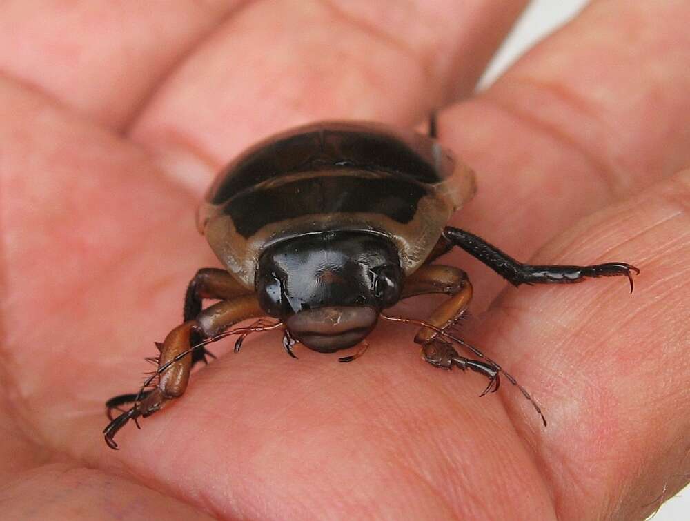 Image of Dytiscus harrisii Kirby 1837