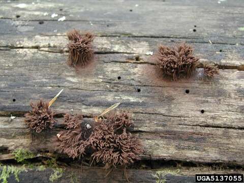 Image of Stemonitis fusca