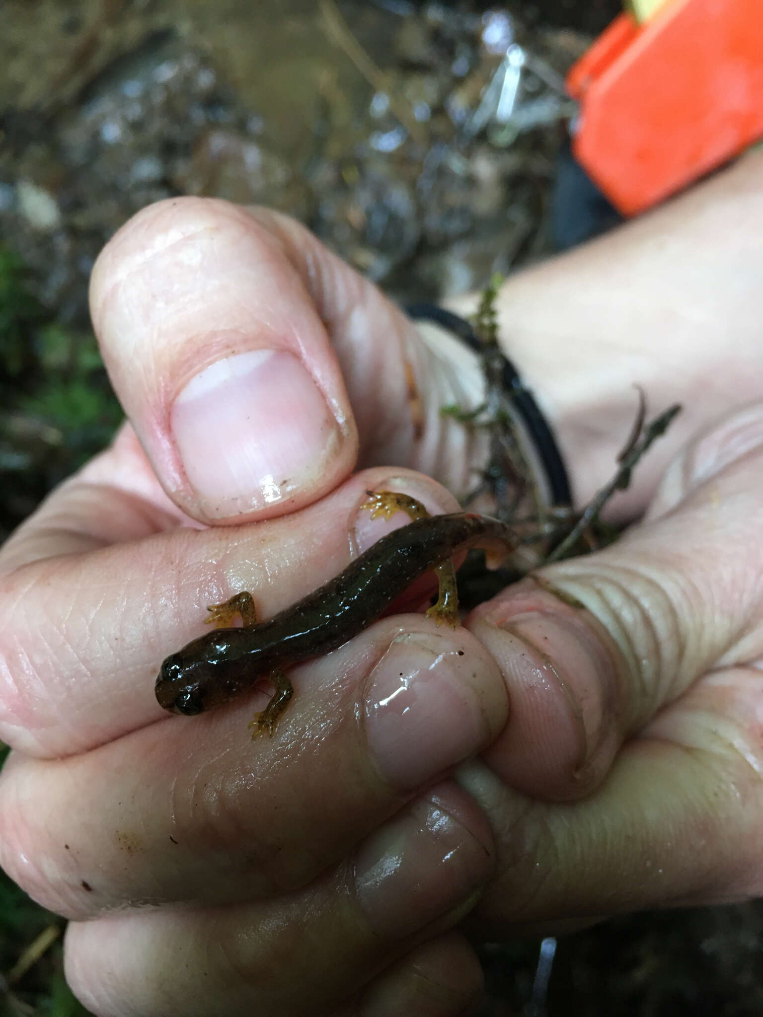 Image of Olympic Torrent Salamander