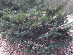 Image of Japanese Yew