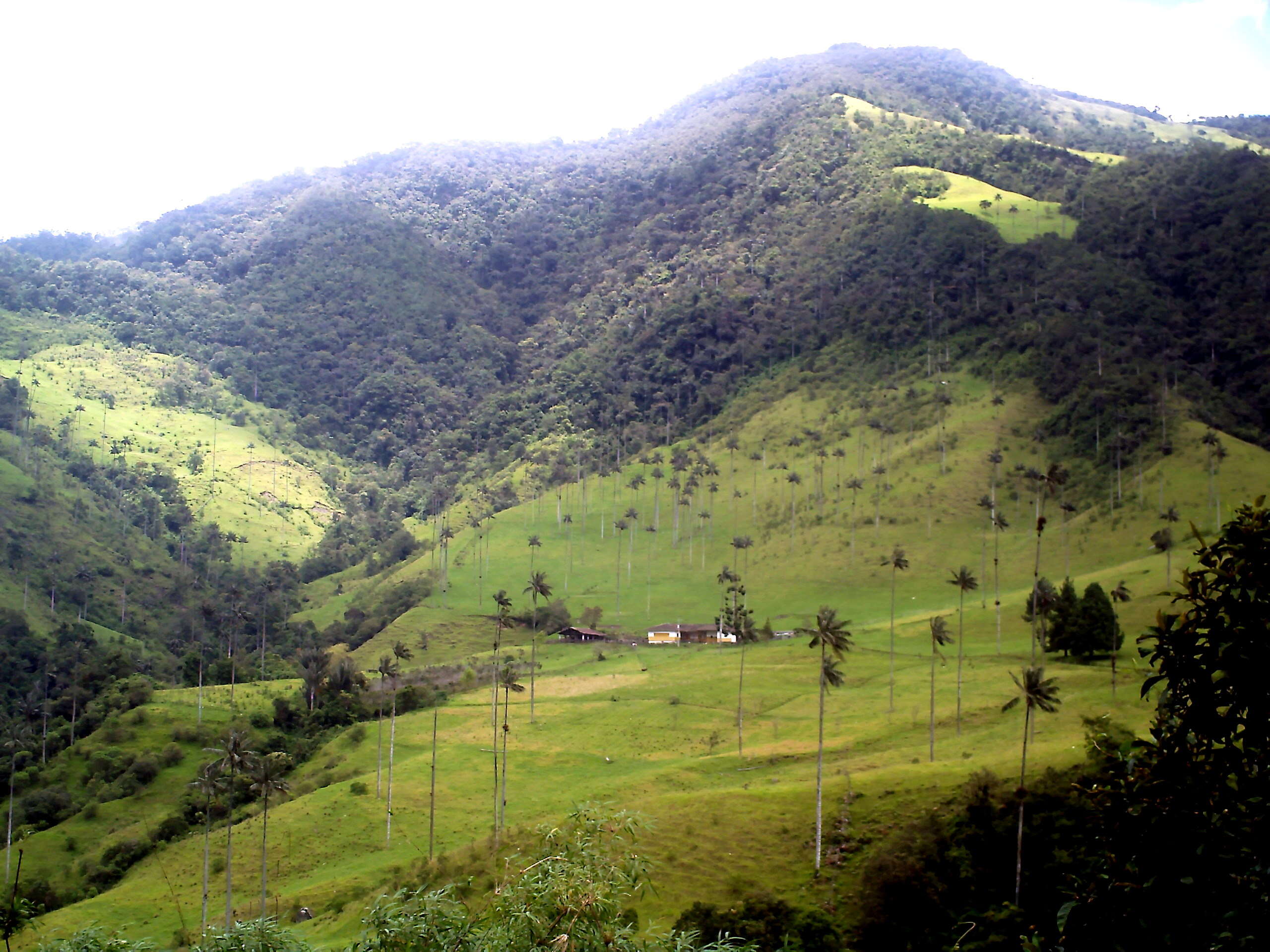 Image of Wax palm