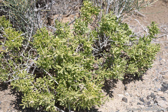 Image of Shockley's desert-thorn