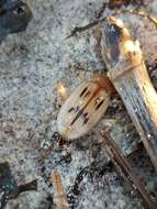 Sivun Nebria (Eurynebria) complanata (Linnaeus 1767) kuva