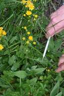 Image of Streambank Groundsel