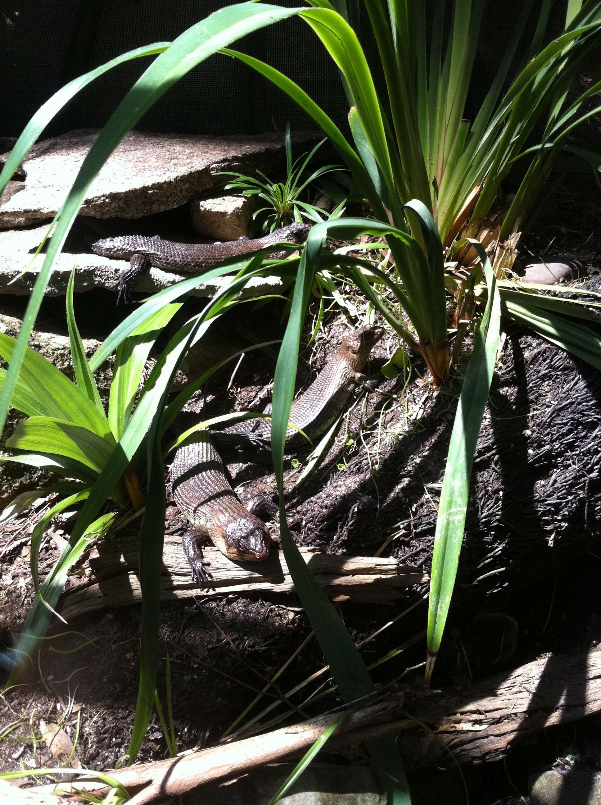 Image of Cunningham's skink