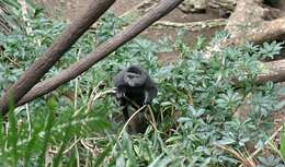 Image of blue monkey