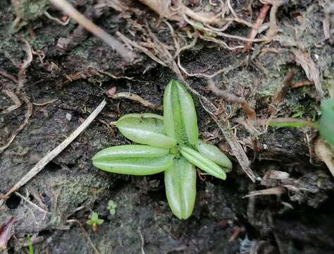 Image of Pinguicula lusitanica L.