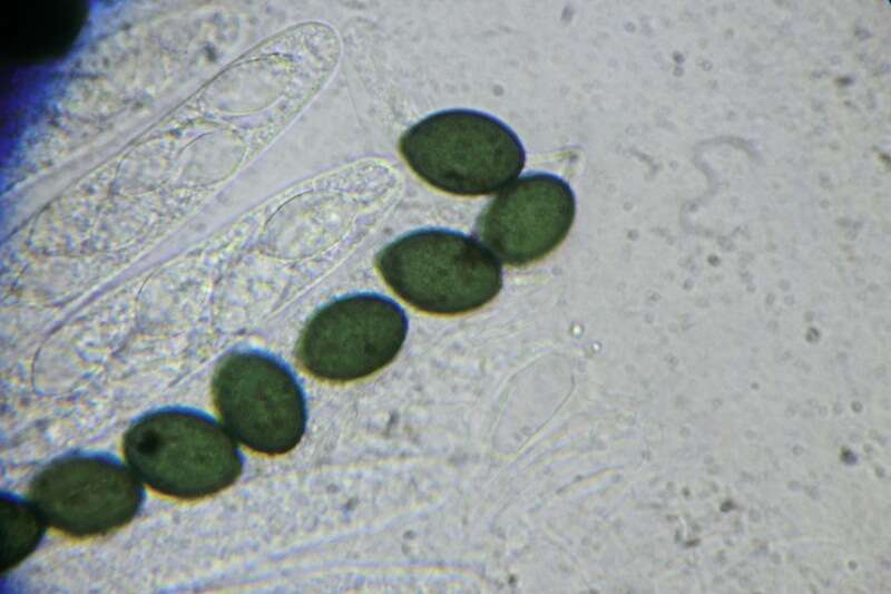 Image of Schizothecium miniglutinans (J. H. Mirza & Cain) N. Lundq. 1972