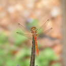 Image of Striped Meadowhawk