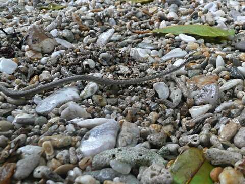 Image of Philippine Dryophiops