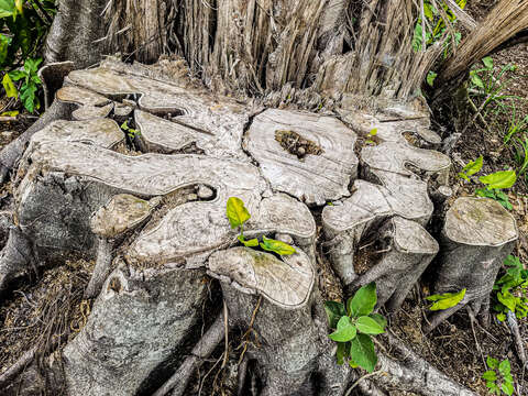 Image of Ficus dendrocida Kunth