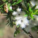 Image of Leucopogon ericoides (Sm.) R. Br.