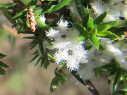 Image of Leucopogon ericoides (Sm.) R. Br.