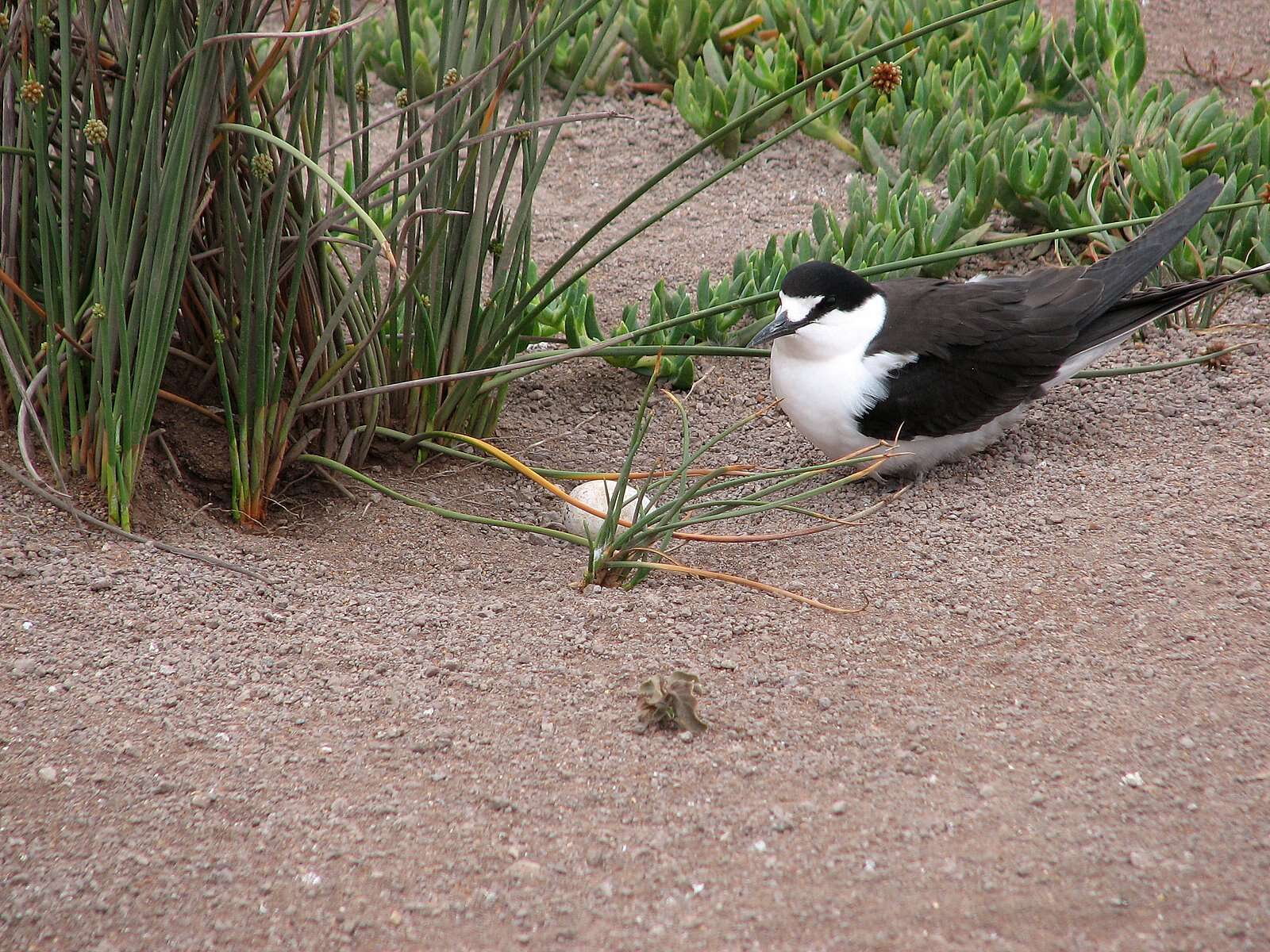 Image of Sooty Tern