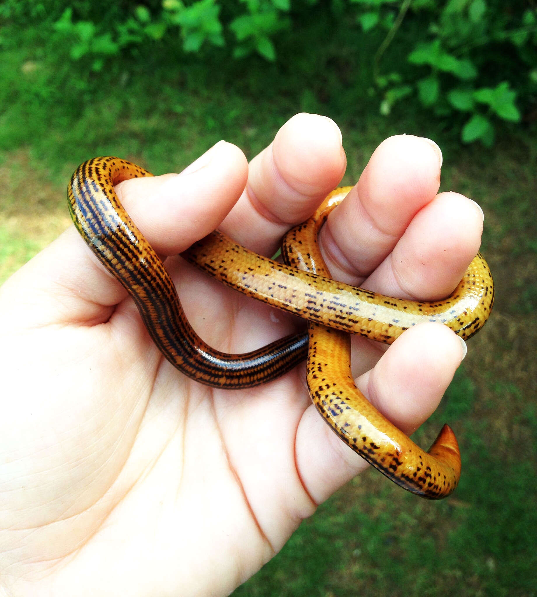 Sivun Afrotyphlops elegans (Peters 1868) kuva