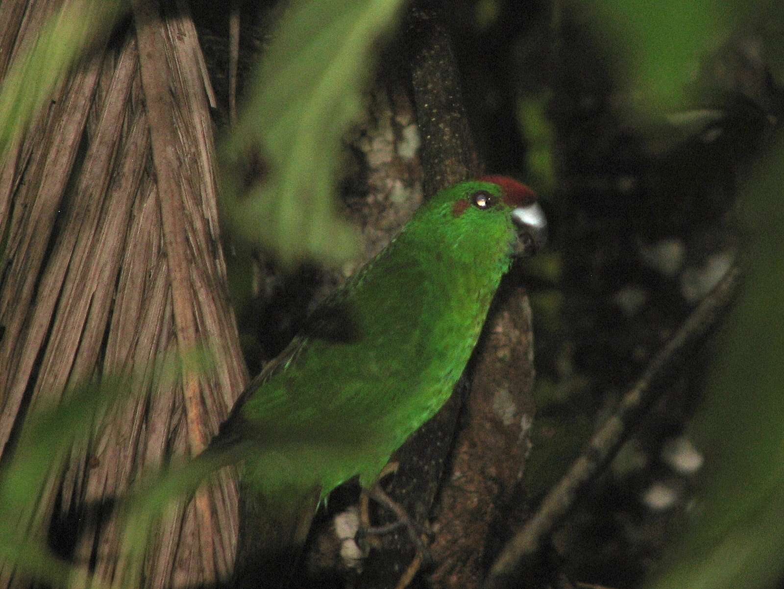 Image of Norfolk Parakeet