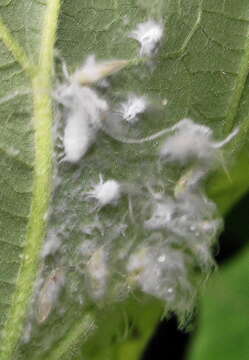 Image of Psyllid