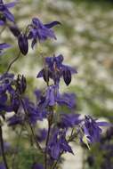 Image of Aquilegia dumeticola Jord.