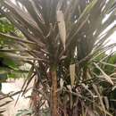 Imagem de Dracaena arborea (Willd.) Link