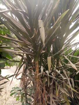 Image de Dracaena arborea (Willd.) Link