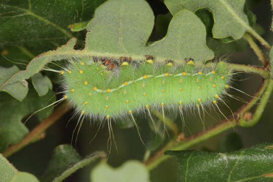 Image of Saturnia subgen. Perisomena Walker 1855