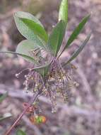 Image de Dodonaea rhombifolia N. A. Wakefield