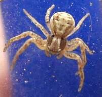 Image of common crab spider