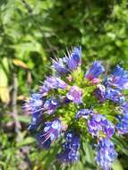 Echium webbii Coincy的圖片