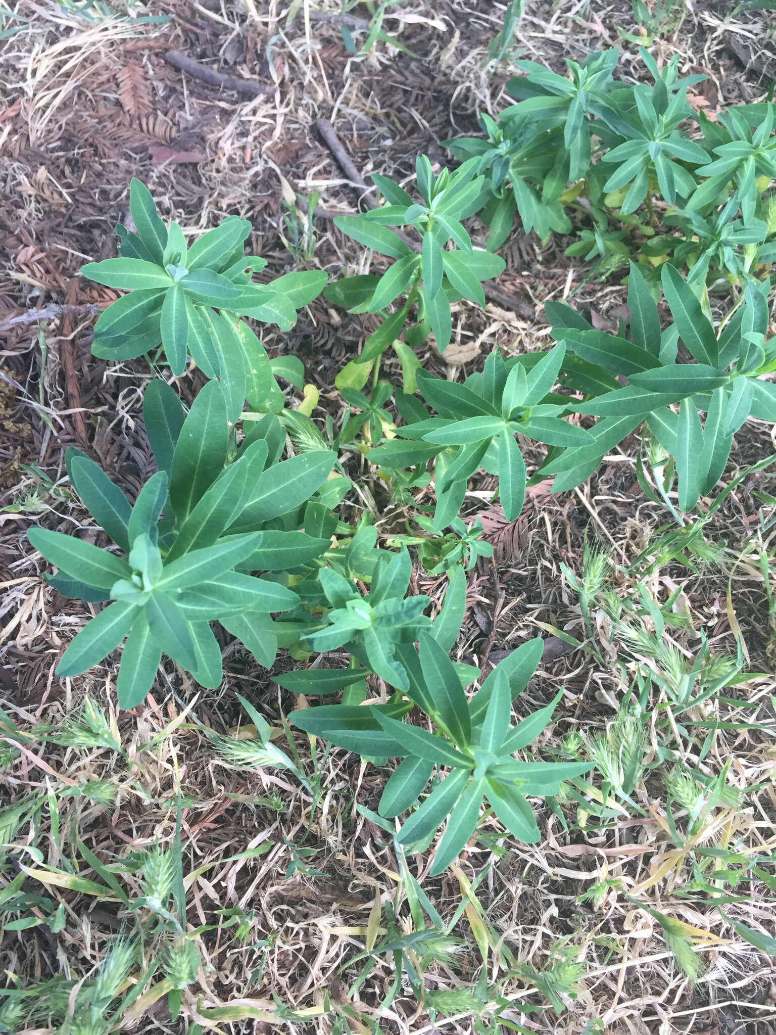 Image of eggleaf spurge