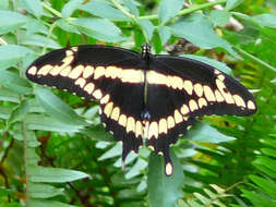 Image of Eastern Giant Swallowtail