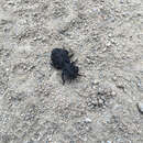 Image of Diabolical Ironclad Beetle