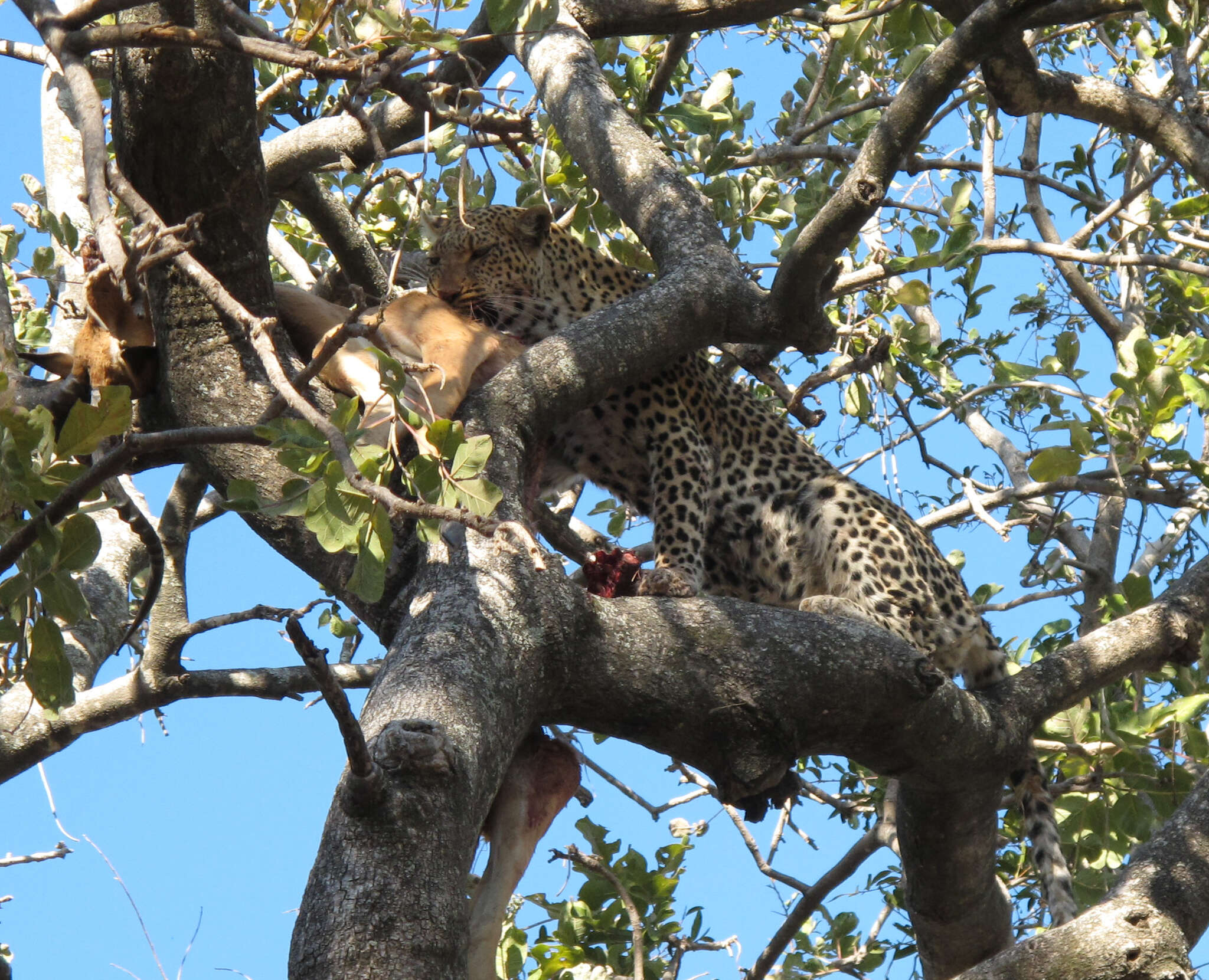 Image of African leopard